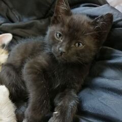 黒？♀子猫　7週　1万出します