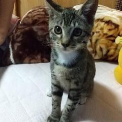 少し変わった模様の子猫(トイレ付き)