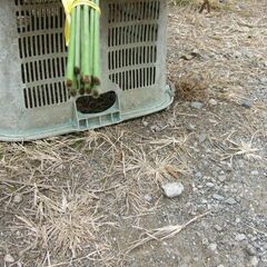 トンネル支柱　１０本の画像