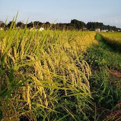 茨城県産コシヒカリ在庫処分大特価(売り切れゴメン)早い者勝ち
