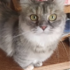 成猫のふわふわの短足マンチカンの里親募集　再投稿します。長い目で見てくれる方お願い致します。の画像