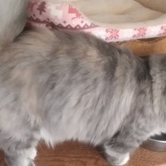 成猫のふわふわの短足マンチカンの里親募集　再投稿します。長い目で見てくれる方お願い致します。 - 猫