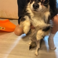 チワワ