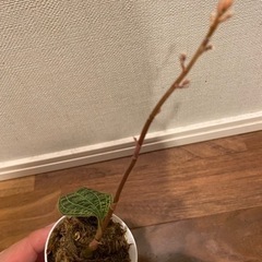 ★取引中　ジュエルオーキッド（マコデスペトラ）の画像