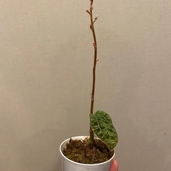 ★取引中　ジュエルオーキッド（マコデスペトラ）の画像