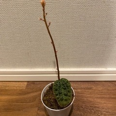★取引中　ジュエルオーキッド（マコデスペトラ）