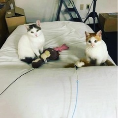 お外で頑張ってるまだ仔猫です。