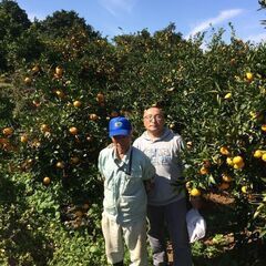 年末特価300円/5キロ袋　甘味と酸味の絶妙なハーモニー！　わりとイケメンの玉を選びました！　熊本玉東産の早生ミカンの画像