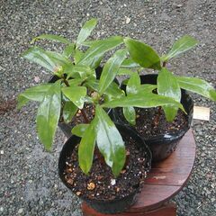 残り1ポット、匂いがいい！！　沈丁花の苗の画像