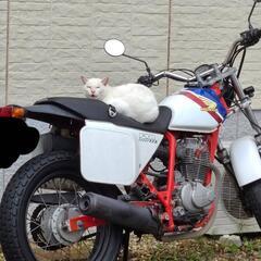 ホンダftr223 放置により不動 ※ネコは付属しません
