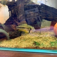 アピストグラマ　カカトイデスダブルレッド