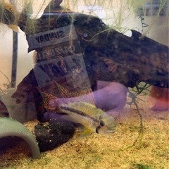 アピストグラマ　カカトイデスダブルレッドの画像