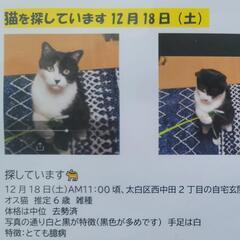 行方不明‼️緊急😭猫探してます‼️見かけたらご連絡をお願い致します
