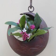 残り1ポット、匂いがいい！！　沈丁花の苗の画像