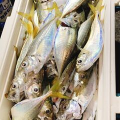 年明けより釣り倶楽部を作ろうと思います。