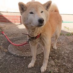 優しい穏やかな柴犬