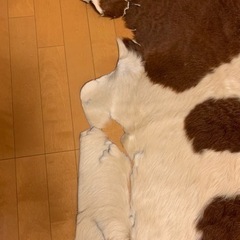 カウラグ　牛革　ラグ　値下げ (やぶれた箇所あり)の画像