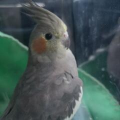 オカメインコ見つかりました