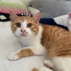 生後5〜６ヶ月の子猫の里親募集中