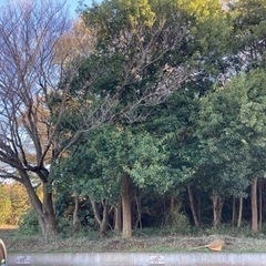 薪　薪ストーブ　キャンプ　山師募集の画像