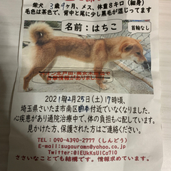 迷子犬の探すお手伝いをしてます
