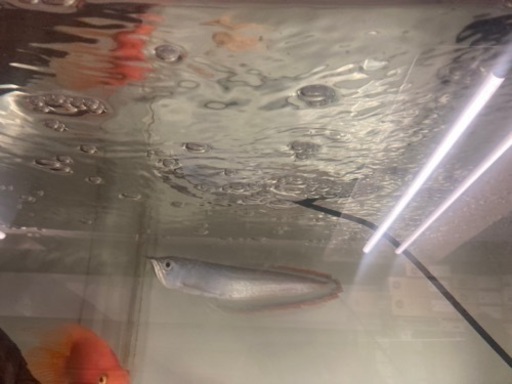 ブラックアロワナ　20センチ　キレイです　水槽　プレコ