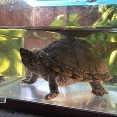 【再募集】カブトニオイガメ