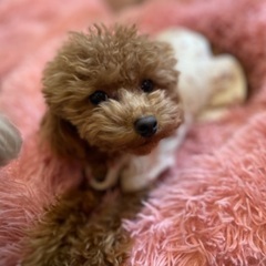 犬のお預かりの画像