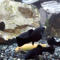 ⑤ブラックモーリー 成体（4０匹－4,０００円）熱帯魚 観賞魚の画像