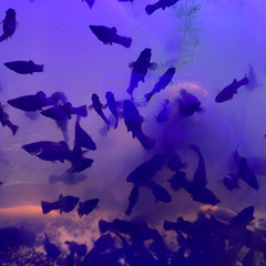 ⑤ブラックモーリー 成体（4０匹－4,０００円）熱帯魚 観賞魚の画像