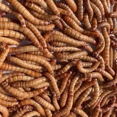 ミルワーム　売ります。　爬虫類、両生類、ハムスター、鳥、魚　の餌に