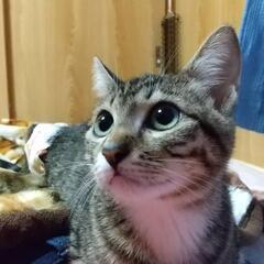里親が見つからなければ悲しい結果に…(フードおむつ付き)