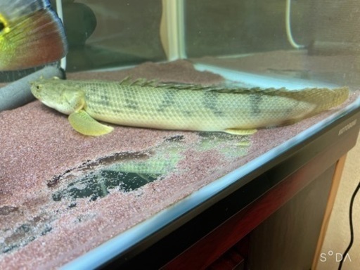 ポリプテルスワイルド個体5匹25日まで格安で！