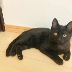 黒トラ柄の男の子(譲渡済)