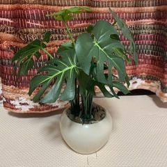 観葉植物★造花