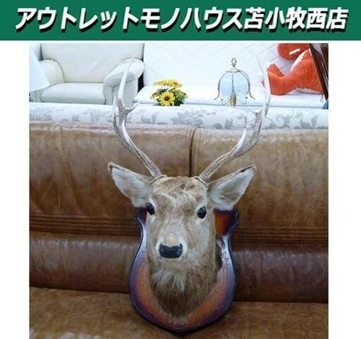 鹿 剥製 ハンティングトロフィー 幅48×奥行46×高さ85㎝ 鹿の