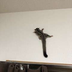 フクロモモンガ 2歳 − 鹿児島県