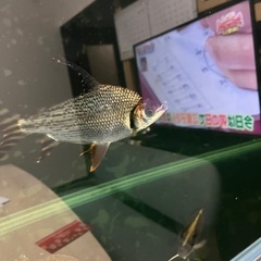 20センチ±カラプロ大特価