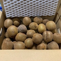 ☆和歌山県産キウイフルーツ小〜極小5kg【未完熟】☆の画像
