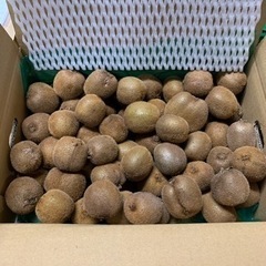 ☆和歌山県産キウイフルーツ小〜極小5kg【未完熟】☆の画像