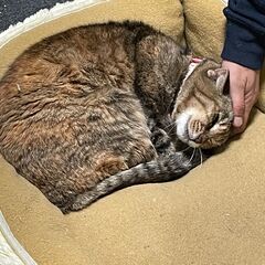 【再掲】年齢気にせず人馴れの子とまったり過ごしたい方募集