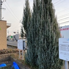 （時給1500円）草刈り、5mくらいの木の伐採、抜根