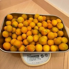 金柑　きんかん