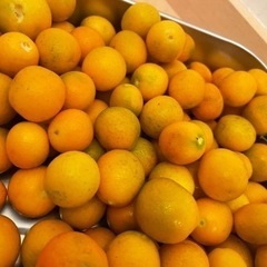 金柑　きんかんの画像