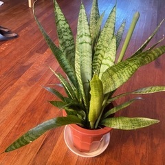 観葉植物差し上げます！元気に育ってます。