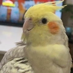 オカメインコ　探してます
