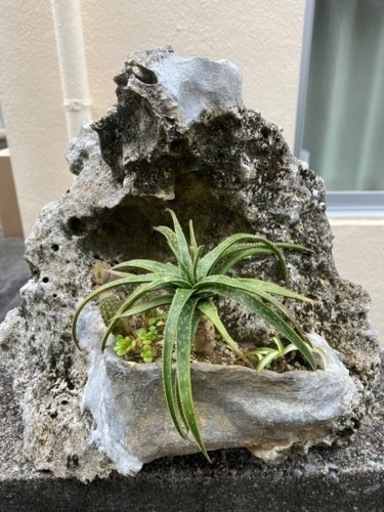 海の石を使った寄せ植え