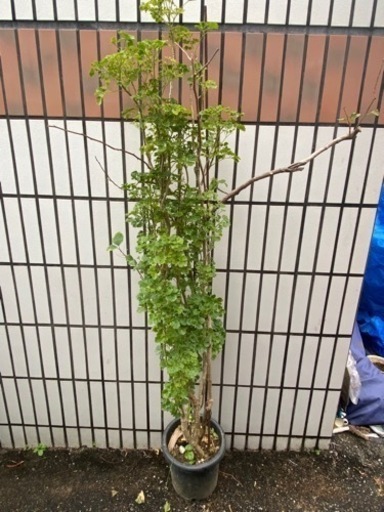 ポリシャスとブーゲンビリア鉢植え(黄色)
