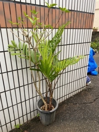 コンビ鉢植え ヤシとハイビスカス