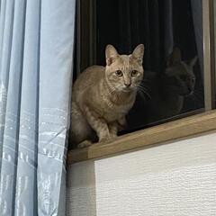 里親さん、探してます🐾